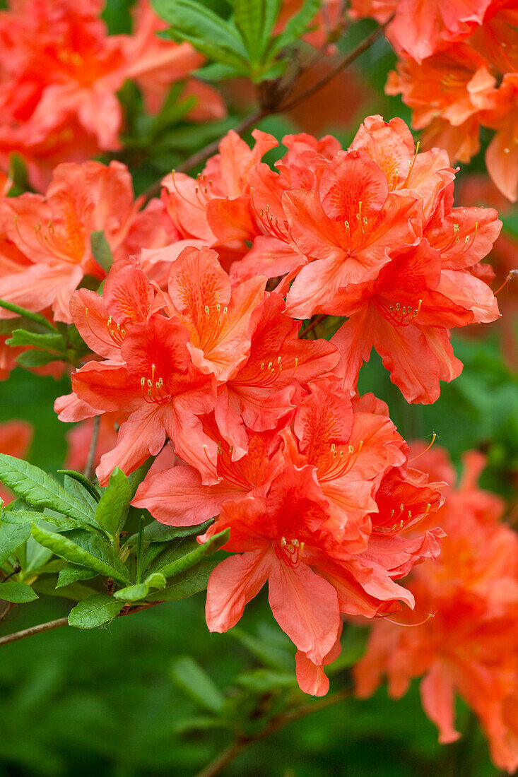 Rhododendron molle 'Hugo Koster'