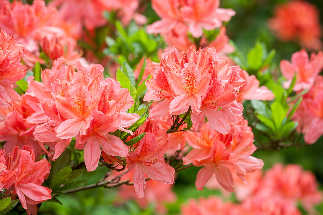 Rhododendron 'Dinie Metselaar' molle