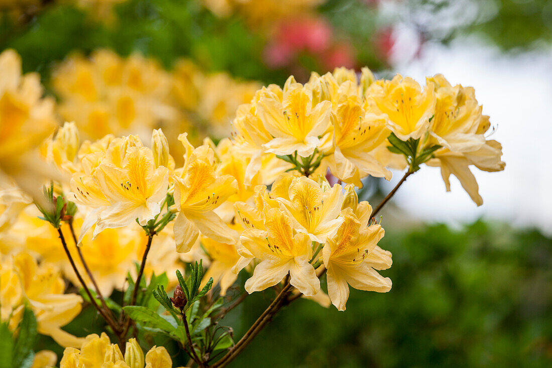 Rhododendron 'Comte de Quincey' molle