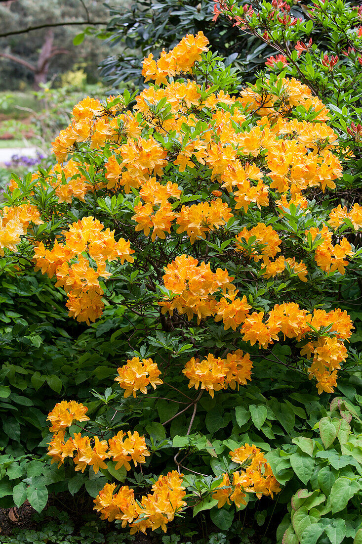 Rhododendron 'Nicolaas Beets' molle