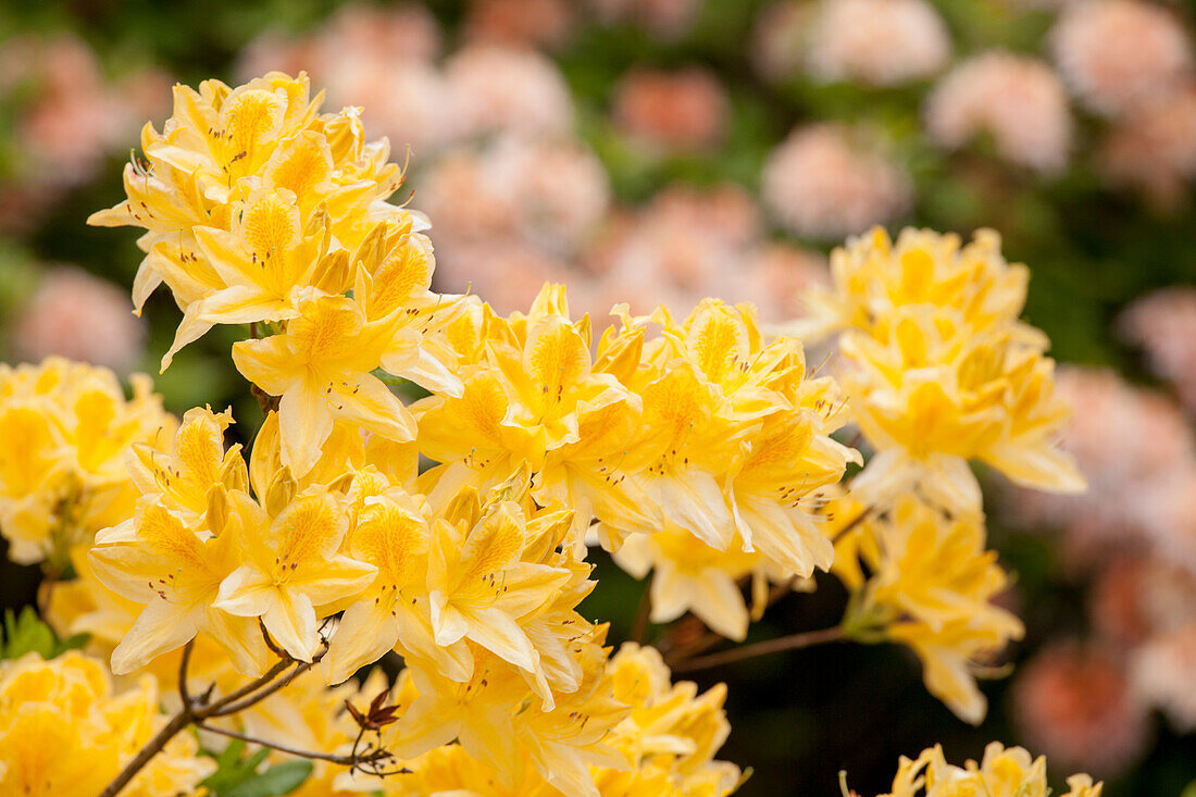Rhododendron molle 'Adriaan Koster