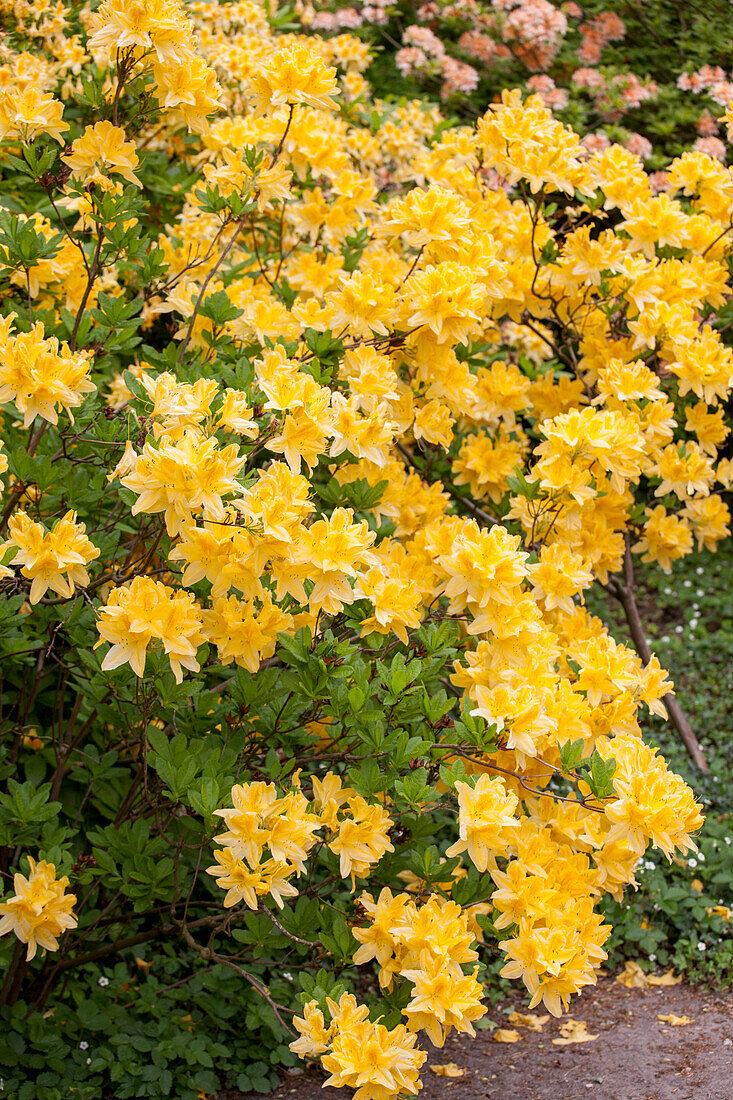 Rhododendron 'Adriaan Koster' molle