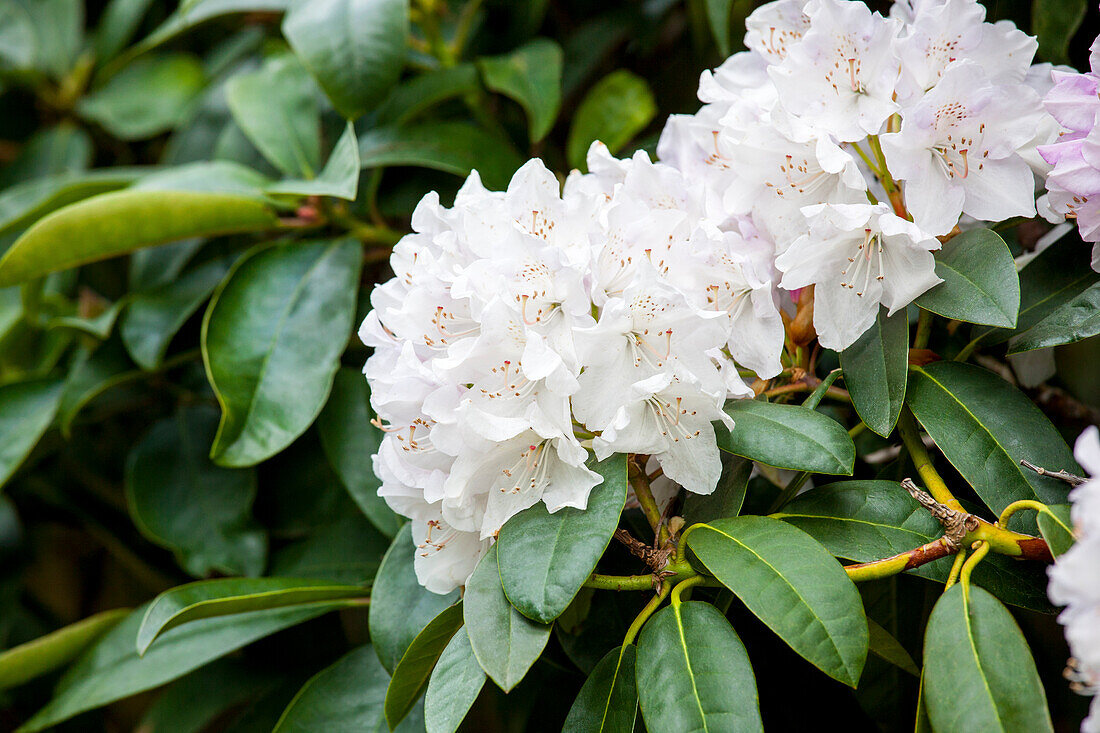 Rhododendron 'Jewess'