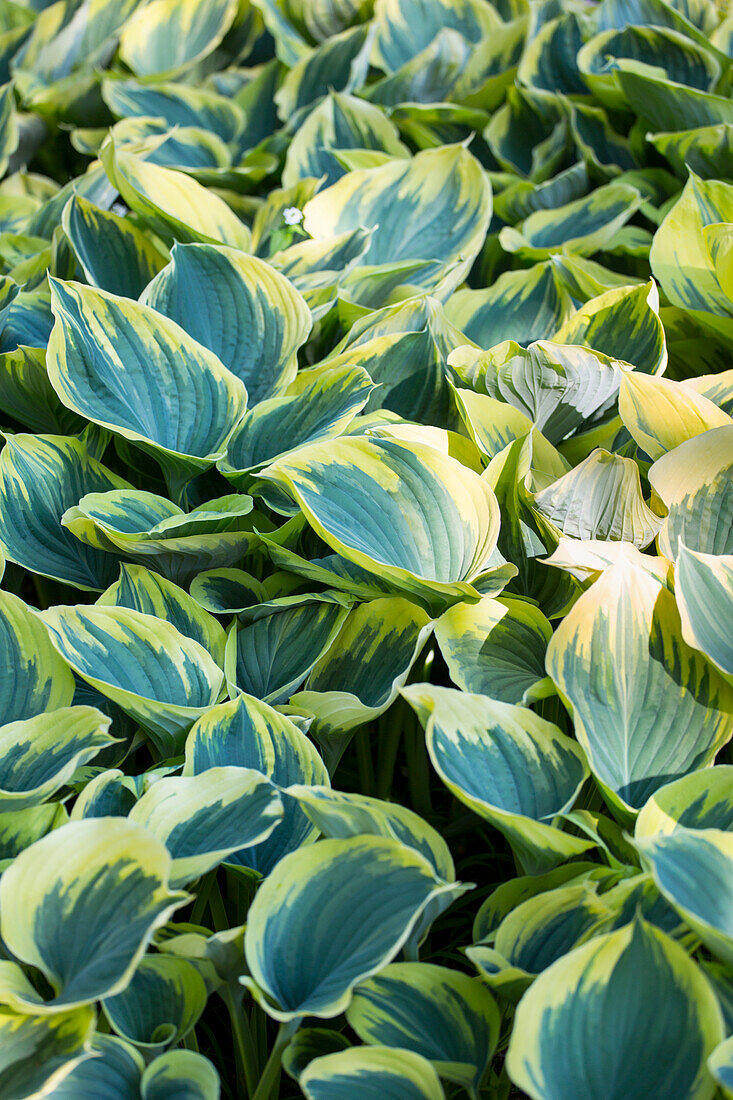 Hosta 'Sagae