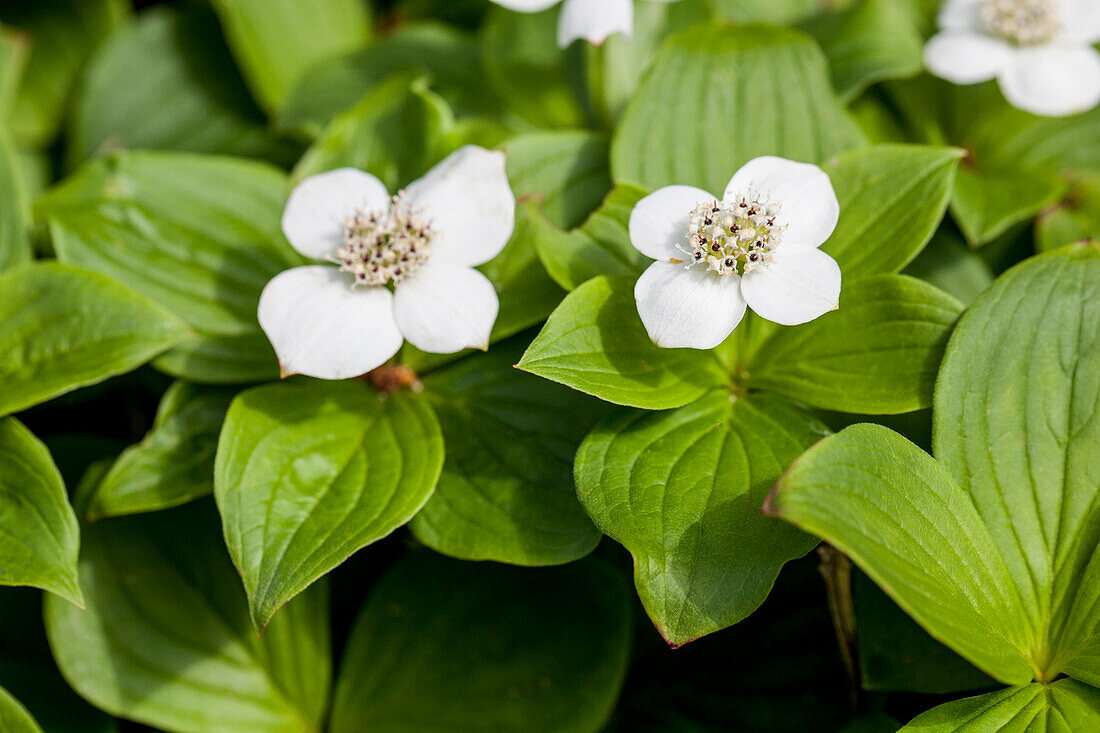 Cornus canadensis