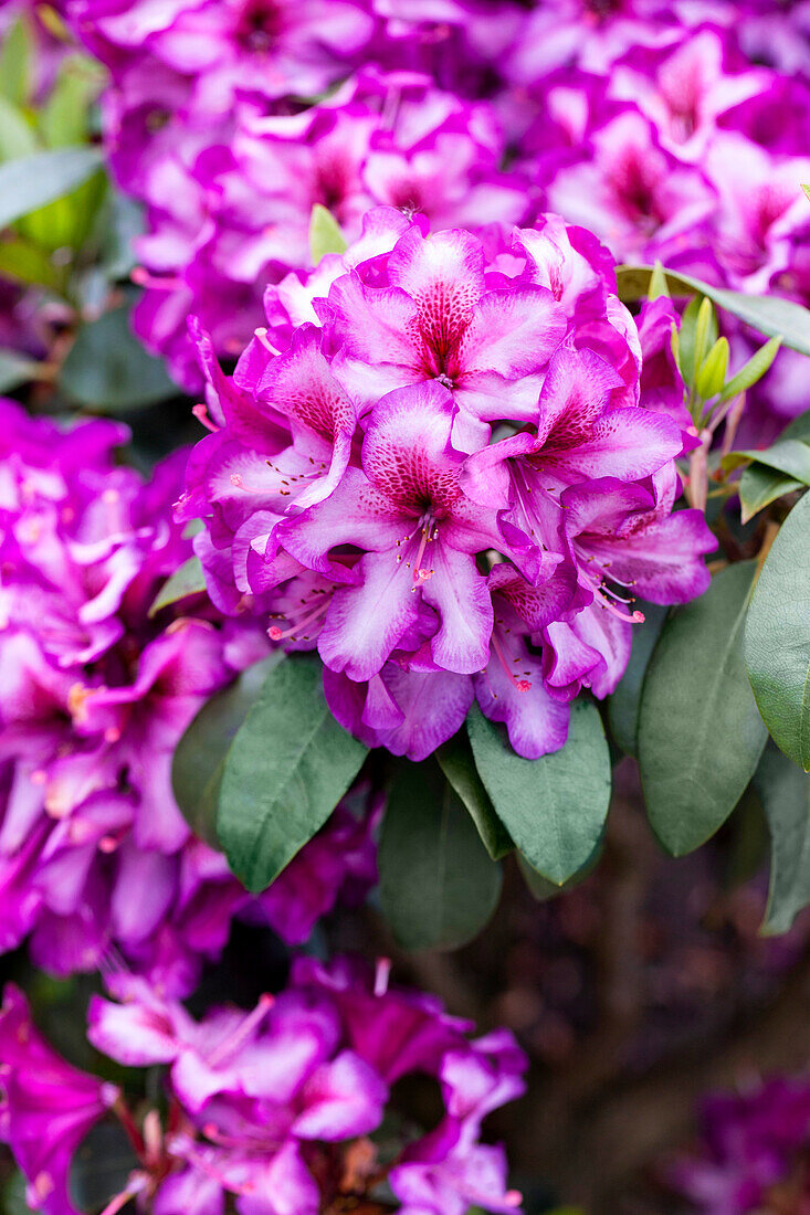 Rhododendron 'Hachmann´s Charmant'(s)