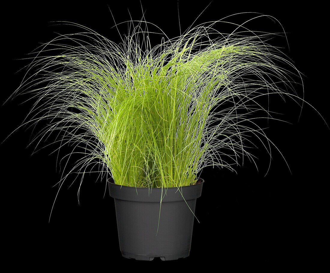 Stipa tenuissima