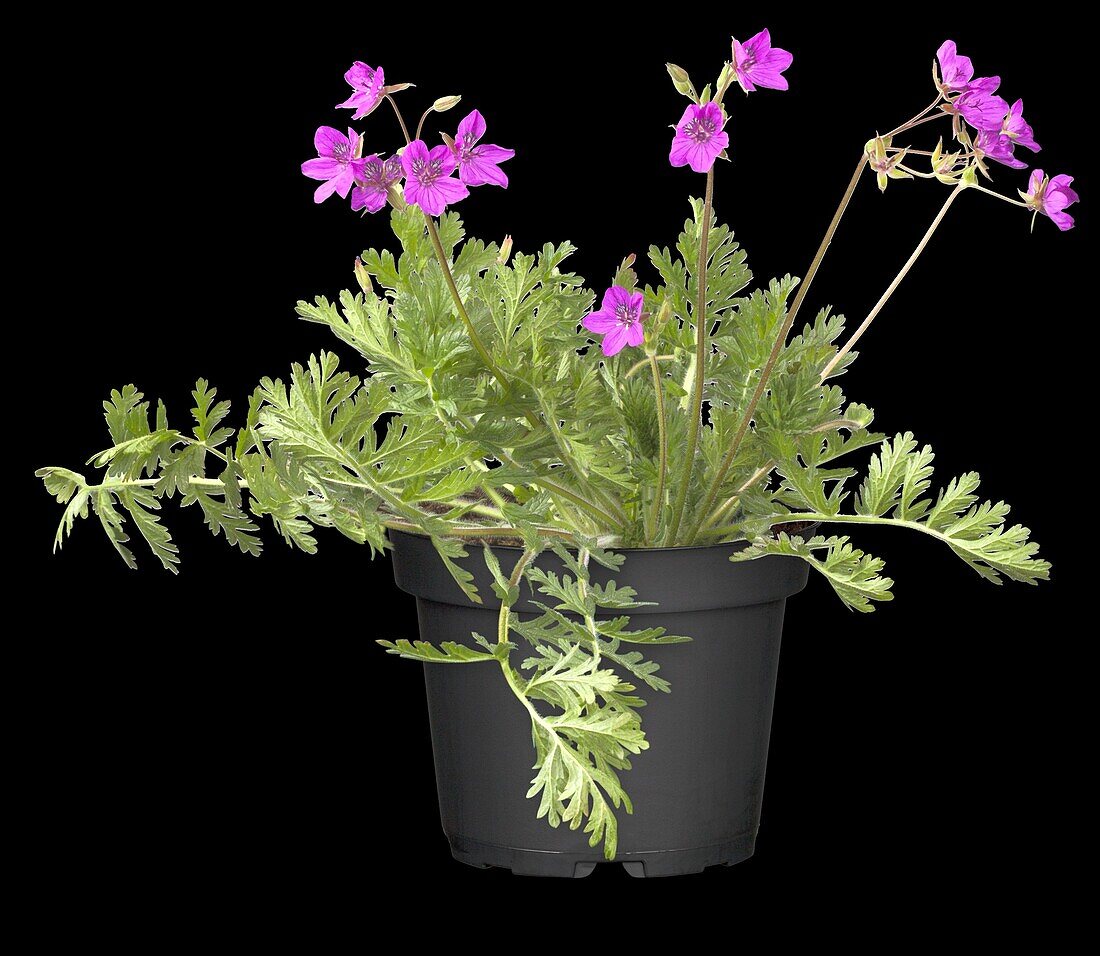 Erodium x hybridum