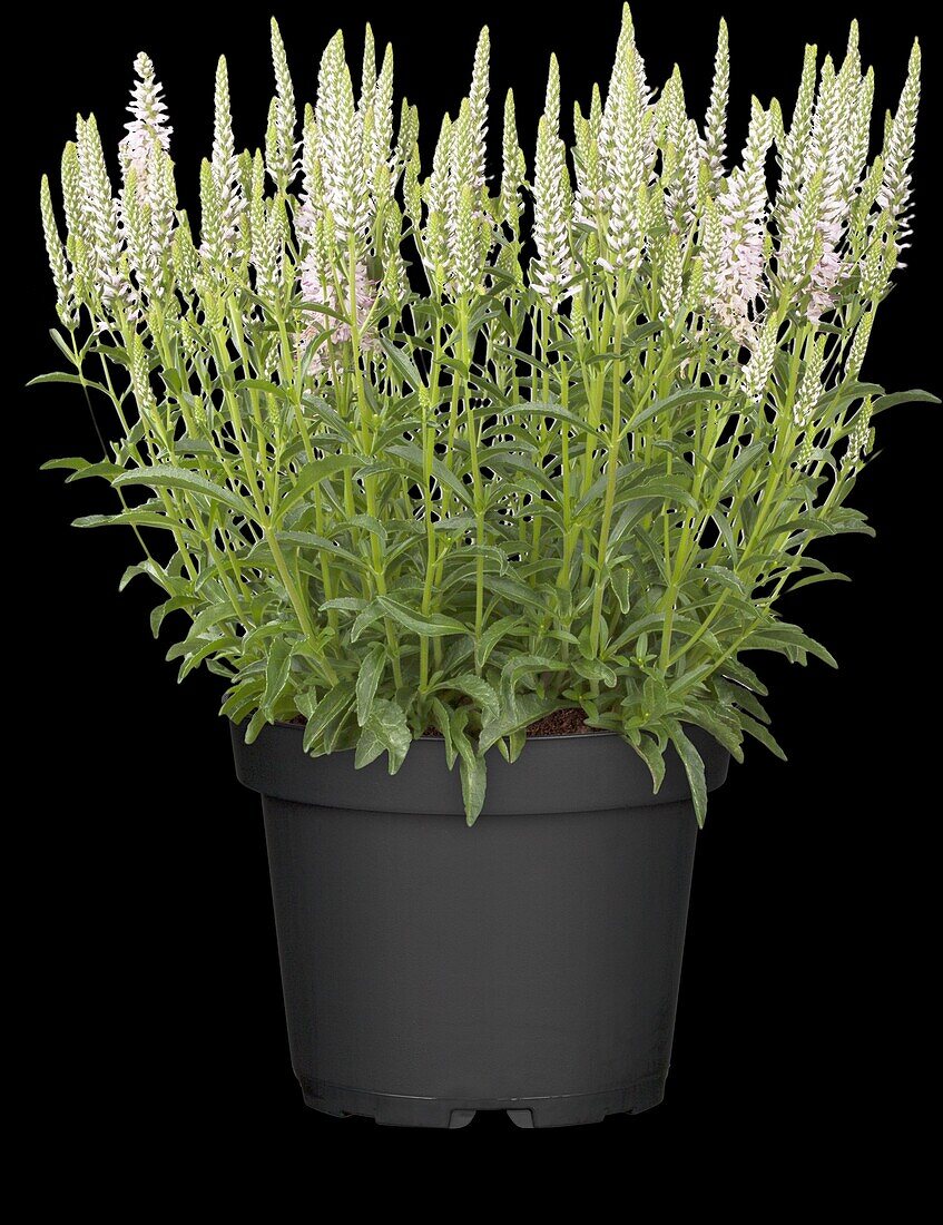 Veronica spicata 'Inspire Light Pink'®