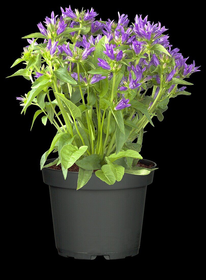 Campanula glomerata 'Acaulis'