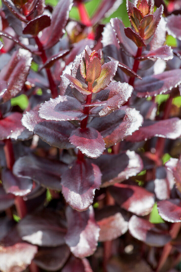 Sedum telephium 'Touchdown Teak'