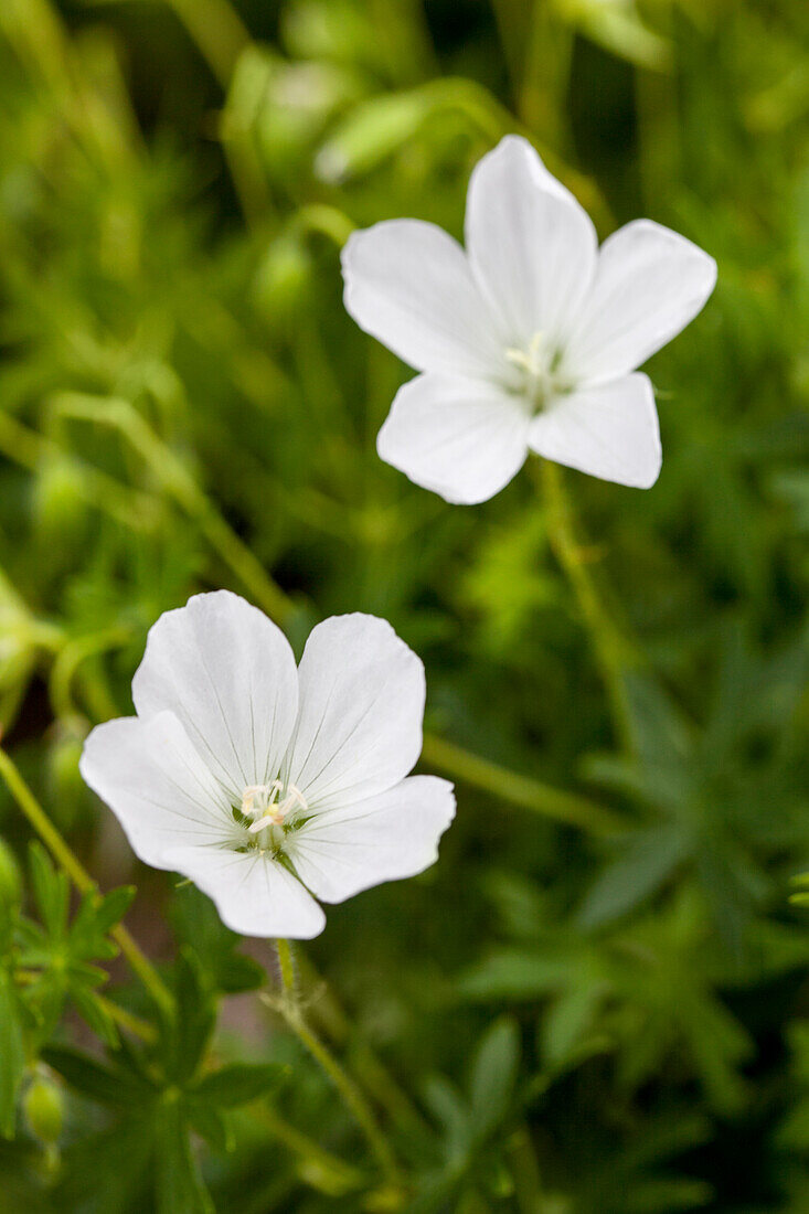 Geranium sanguineum 'Album'