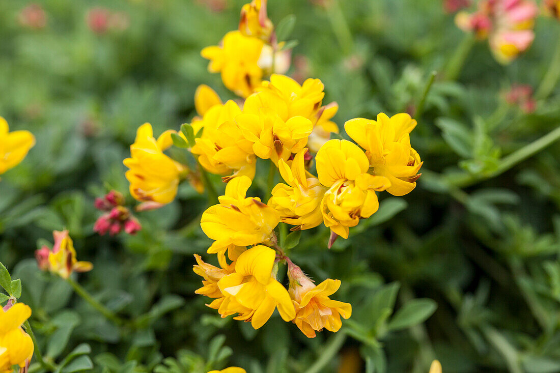 Lotus corniculatus 'Pleniflorus