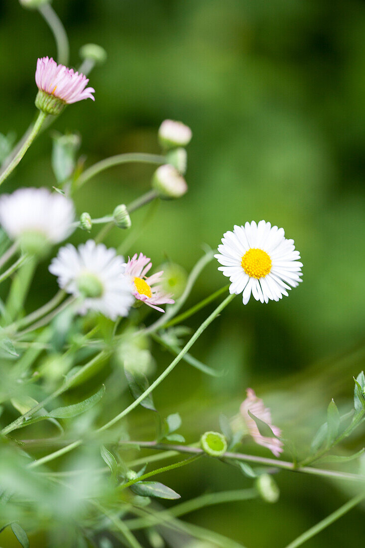 Erigeron karvinskianus 'Blütenmeer'