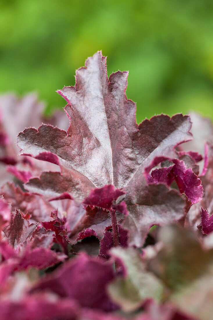 Heuchera micrantha 'Chocolate Ruffles'