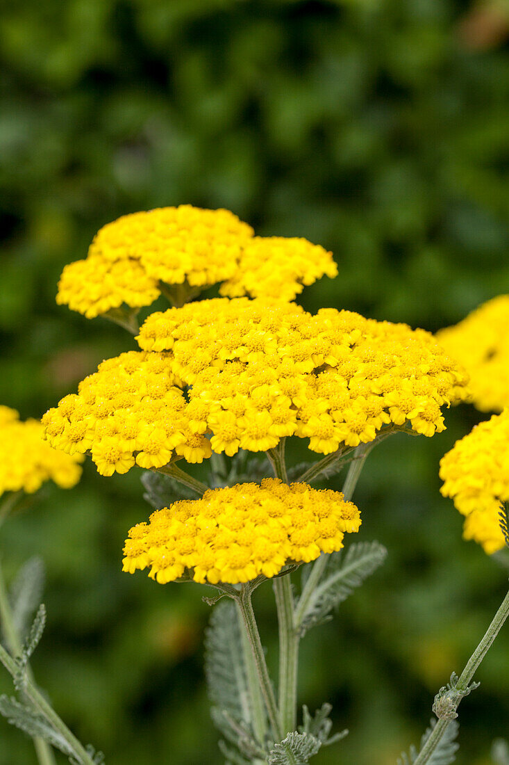 Achillea millefolium 'Little Moonshine'