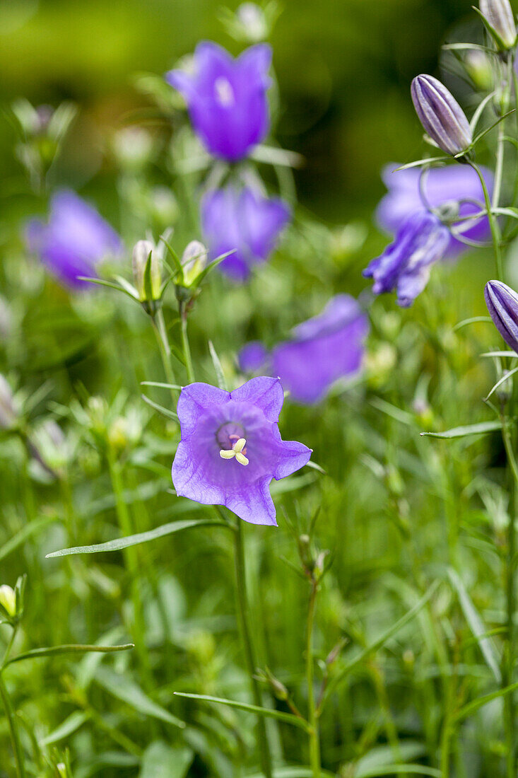 Campanula sarmatica 'Deep Purple