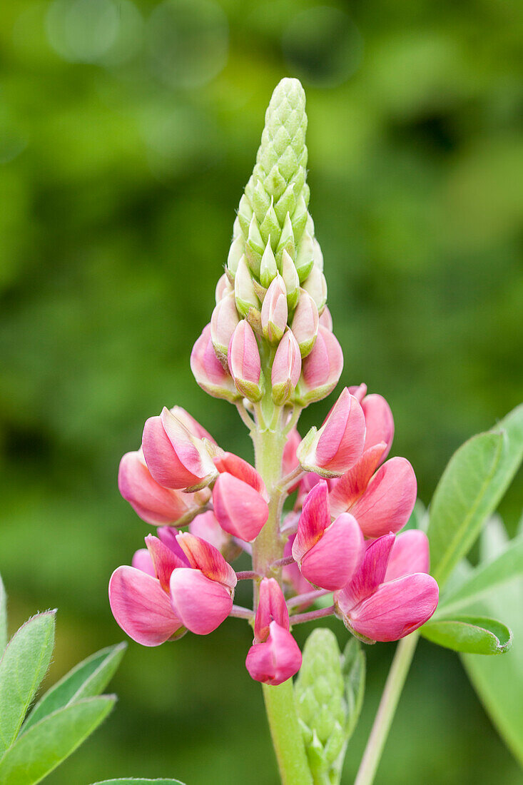 Lupinus polyphyllus 'Camelot Red'®