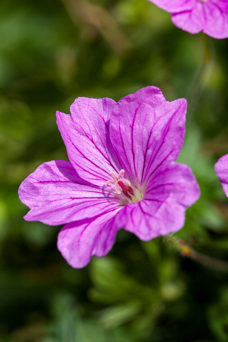 Geranium 'Blushing Turtle®'