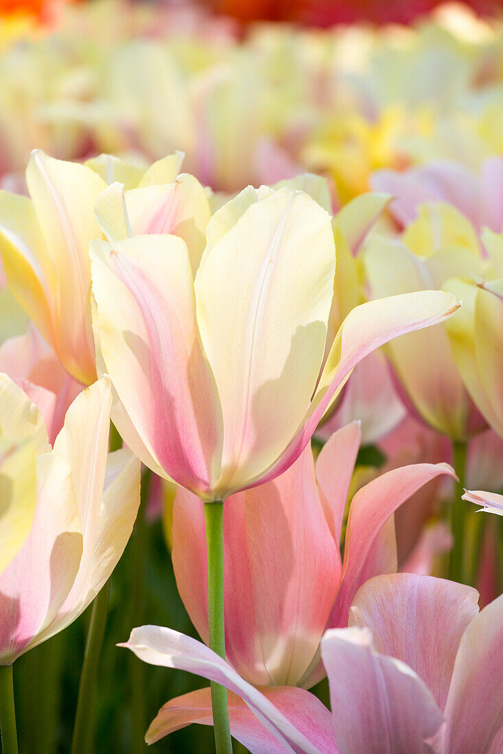 Tulipa