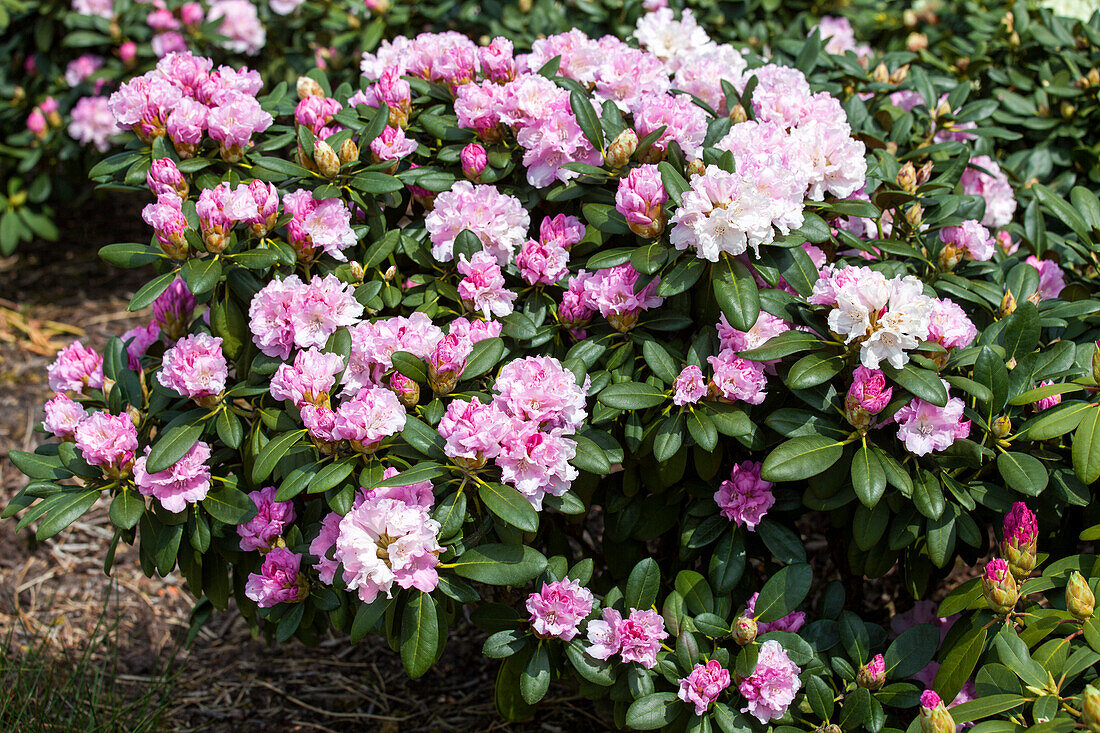 Rhododendron yakushimanum 'Silberwolke'