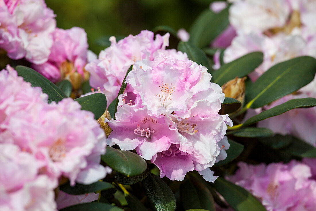 Rhododendron yakushimanum 'Silberwolke'