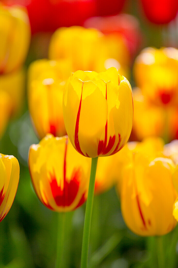 Tulipa 'La Courtine'
