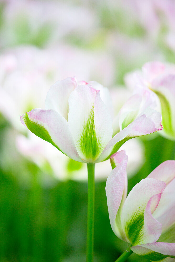 Tulipa viridiflora 'Groenland'