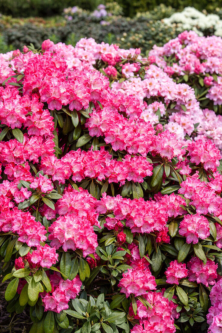 Rhododendron 'Germania'®