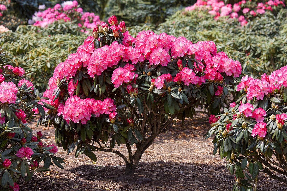 Rhododendron yakushimanum 'Fantastica'