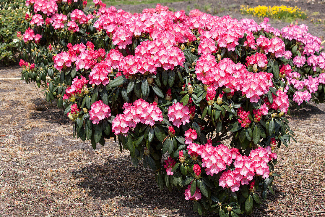 Rhododendron yakushimanum 'Fantastica'