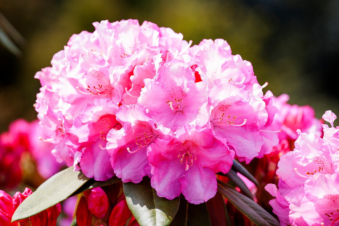 Rhododendron yakushimanum 'Kalinka'