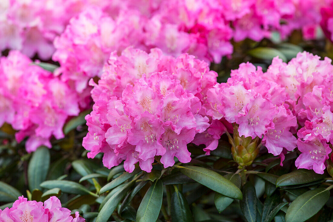 Rhododendron 'Anastasia'®