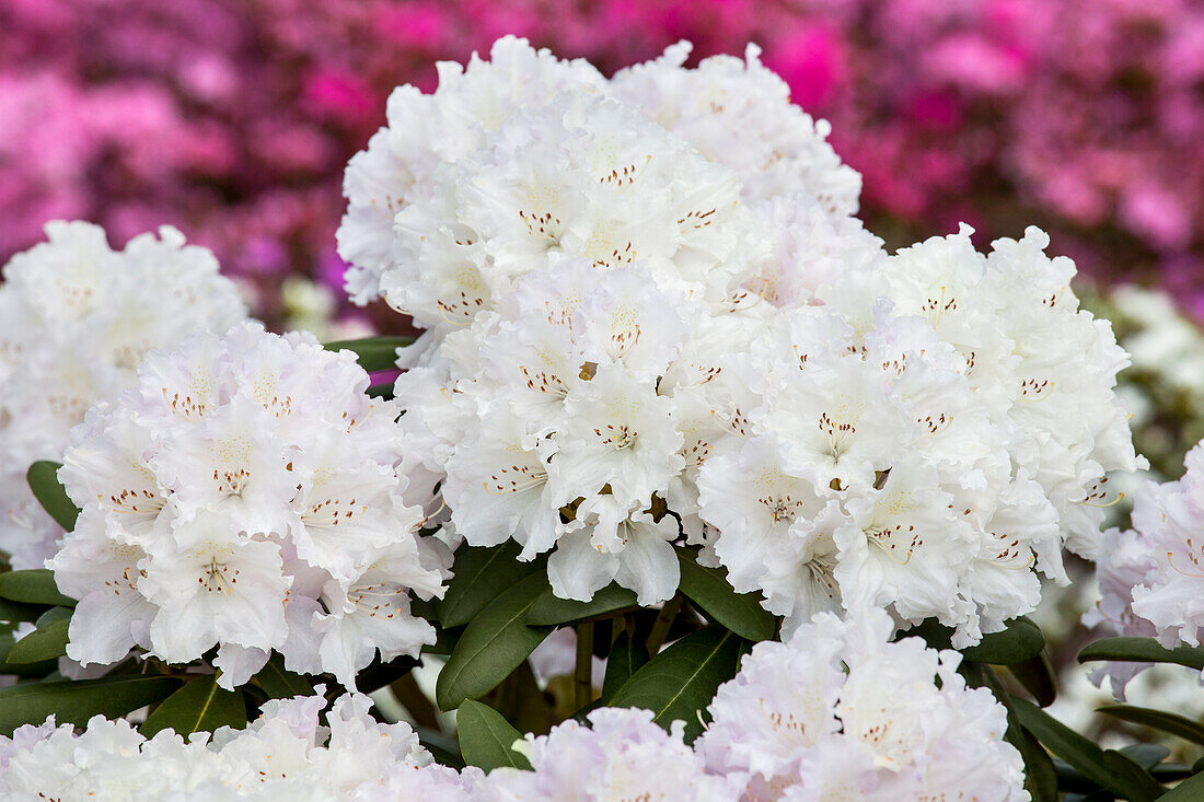 Rhododendron yakushimanum 'Schneekrone'