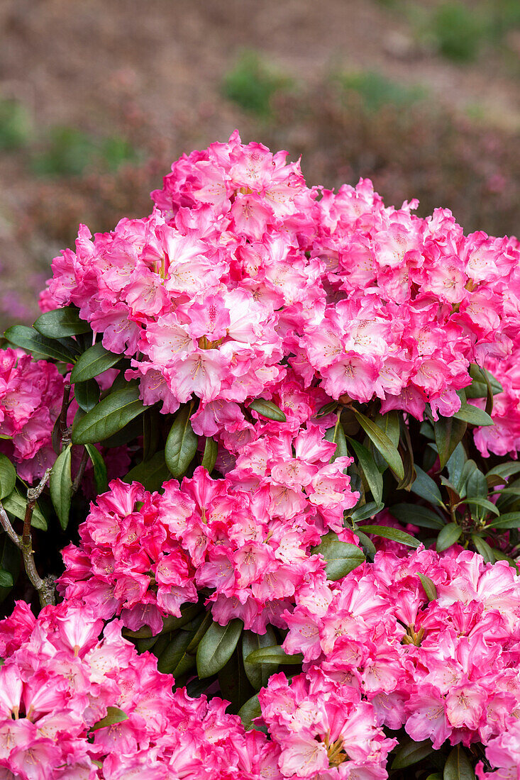 Rhododendron yakushimanum 'Fantastica'