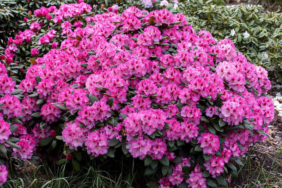 Rhododendron 'Diadem