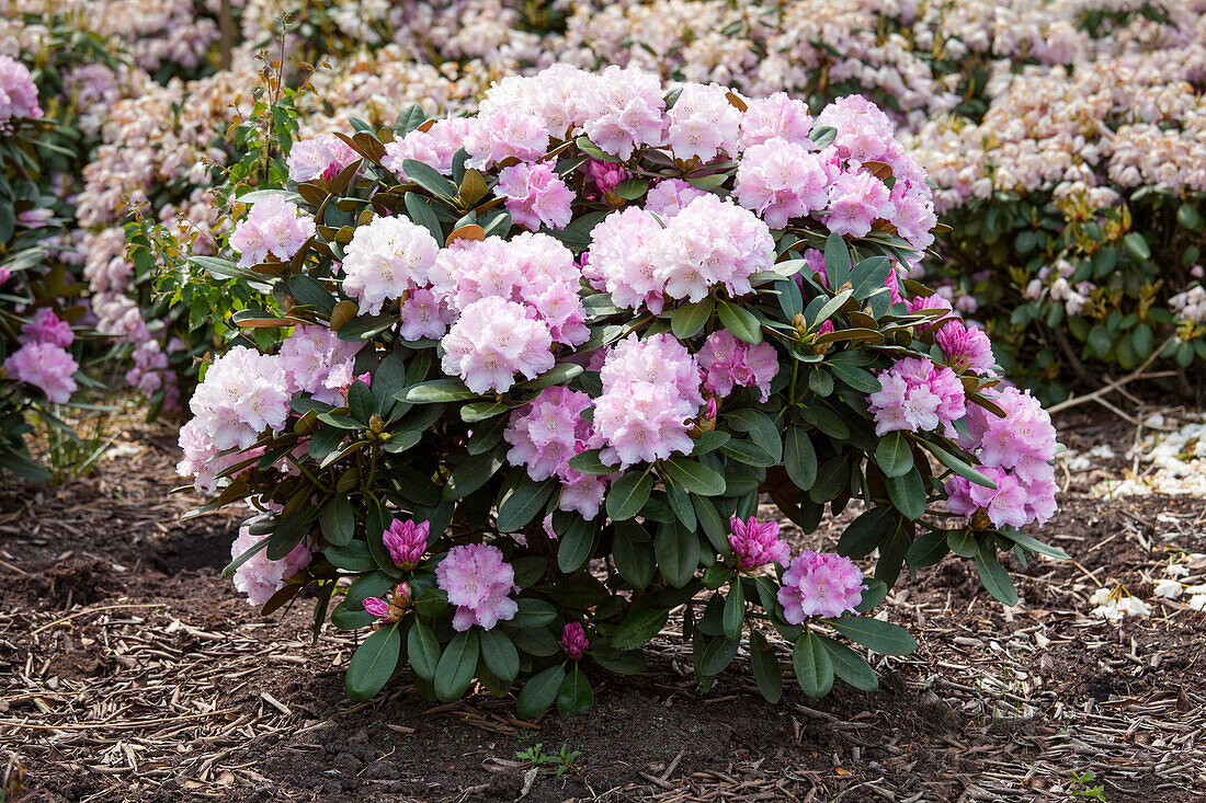 Rhododendron yakushimanum 'Schneewolke'