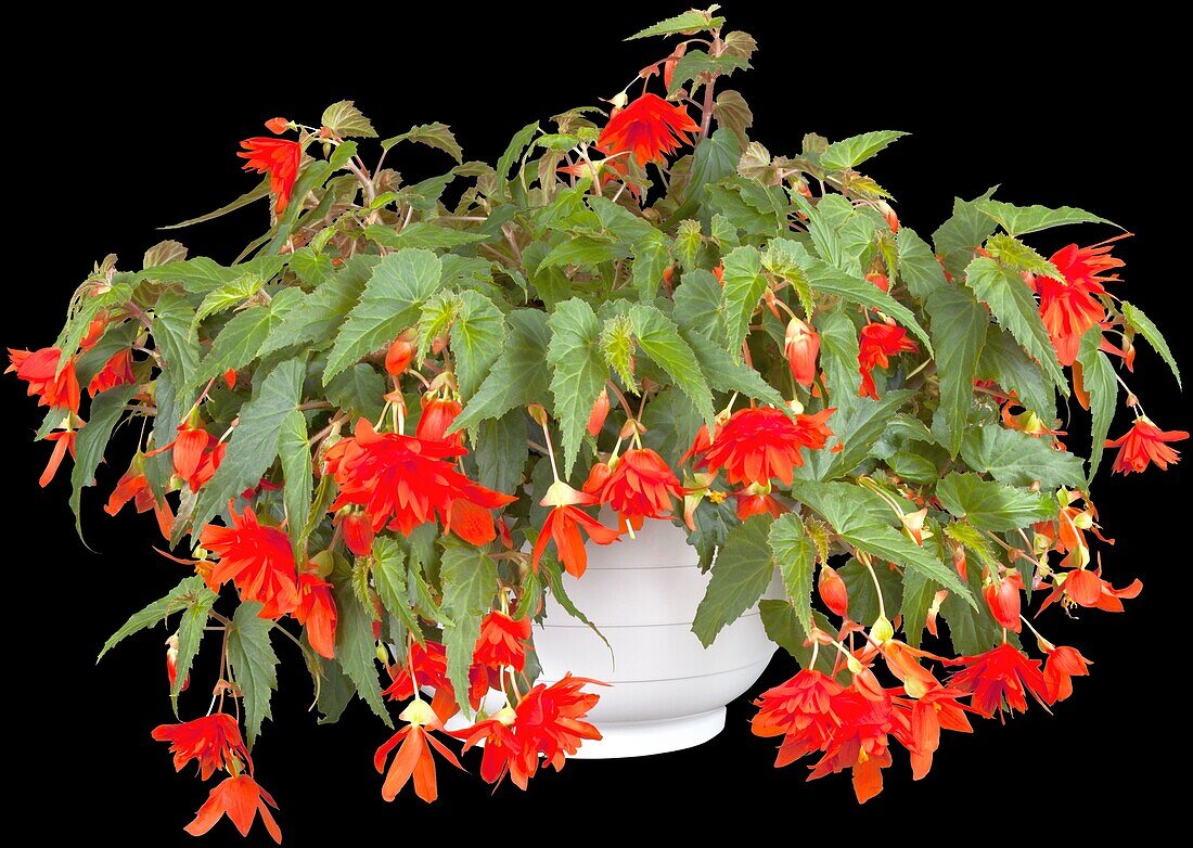 Begonia pendula