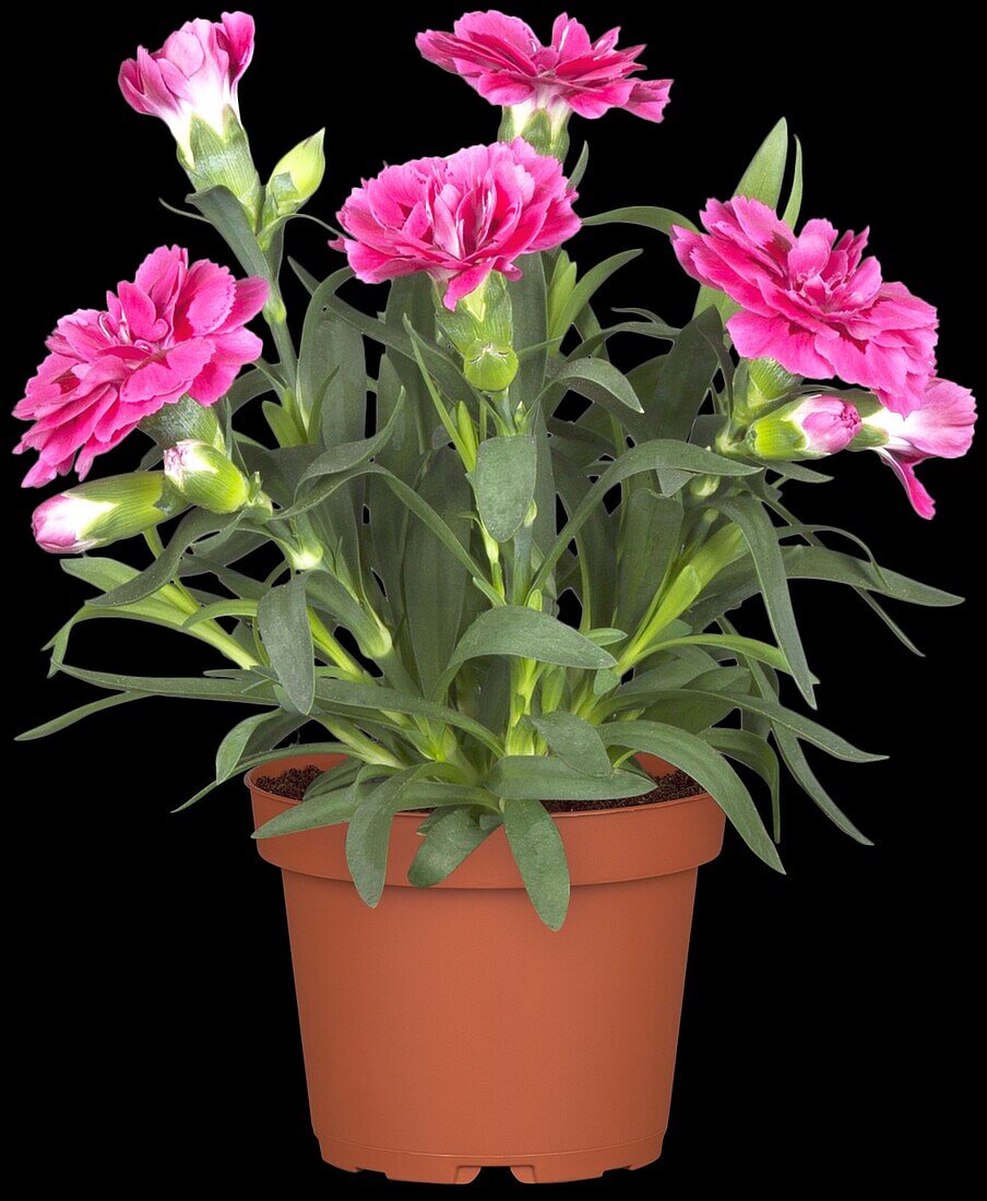 Dianthus caryophyllus