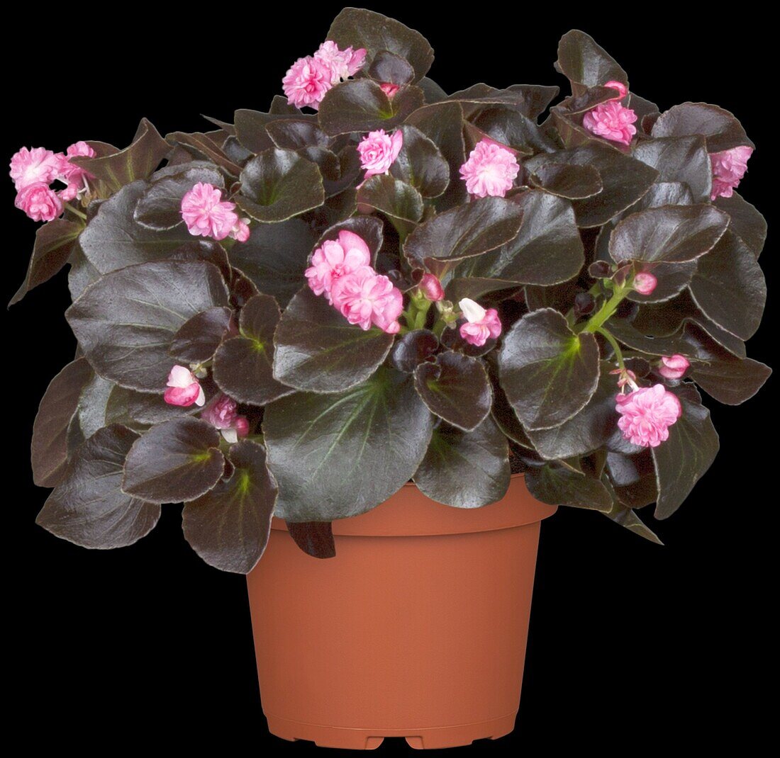 Begonia semperflorens, pink