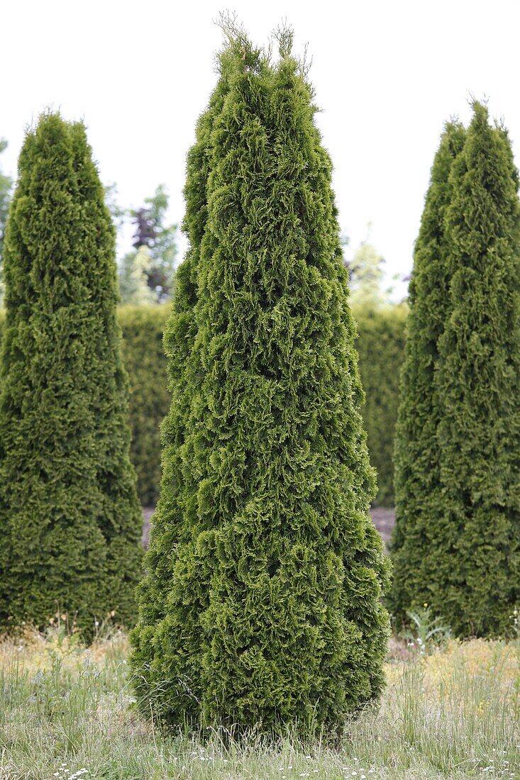 Thuja occidentalis 'Smaragd'