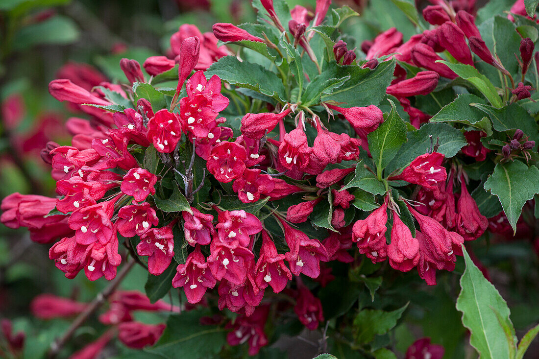 Weigela 'Lucifer'®