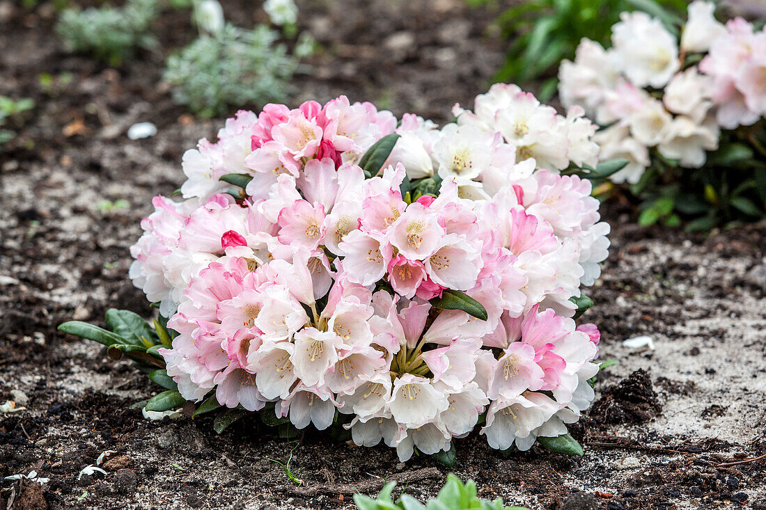 Rhododendron yakushimanum 'Koichiro Wada'