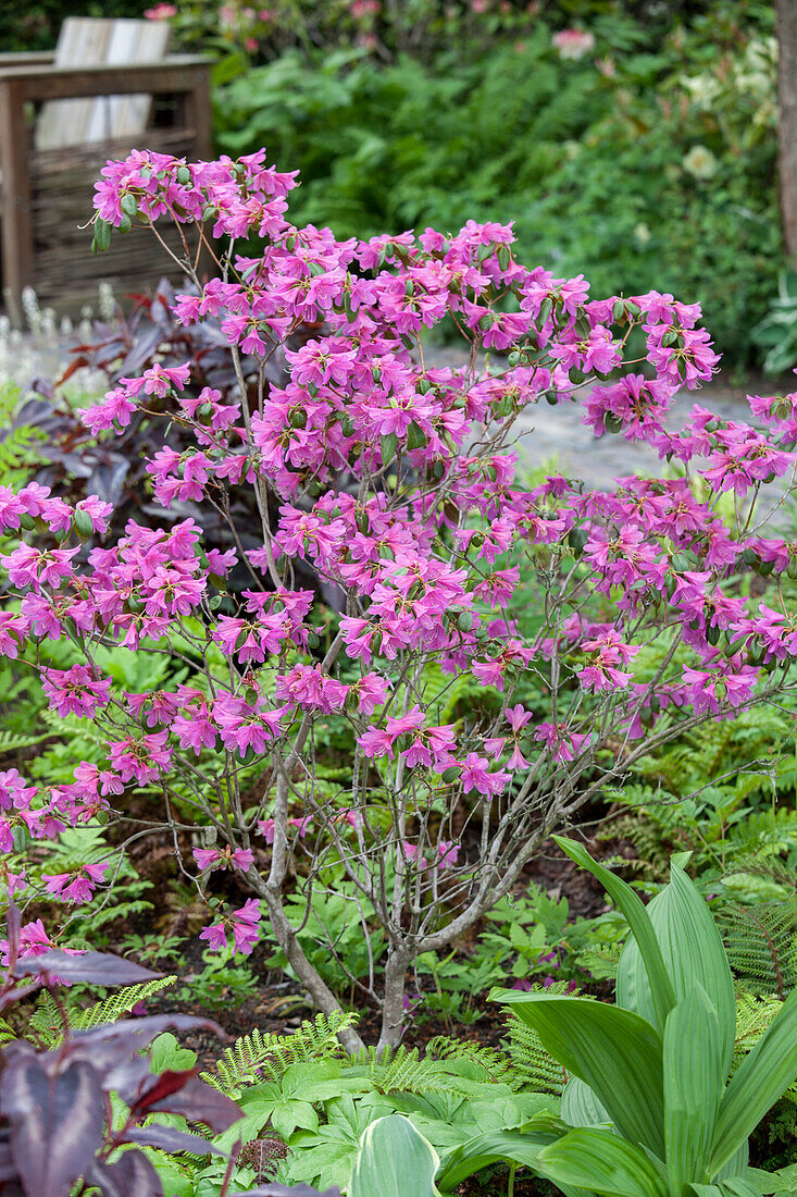 Rhododendron dauricum