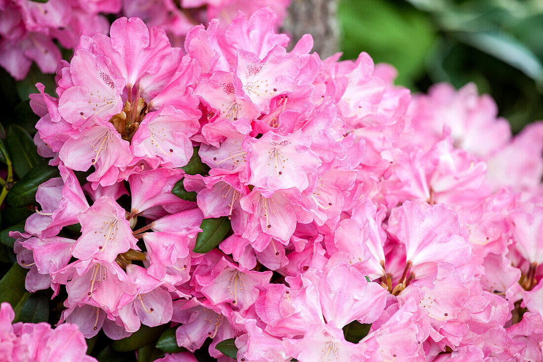 Rhododendron yakushimanum 'Fantastica'