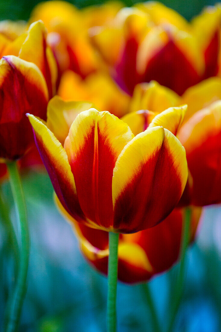 Tulipa, yellow-red