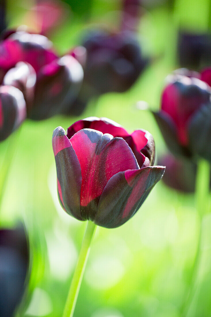 Tulipa Queen of Night