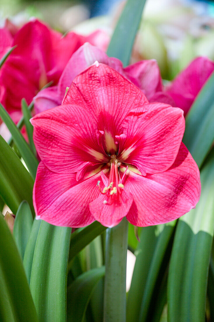 Hippeastrum, pink