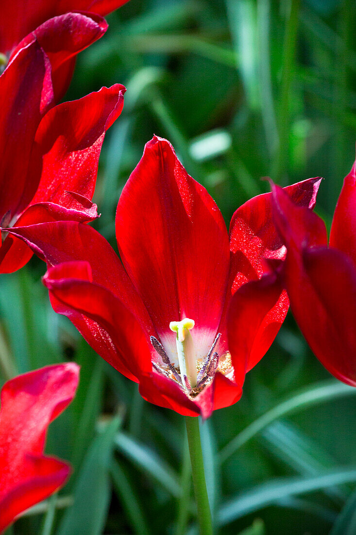 Tulipa Pieter de Leur