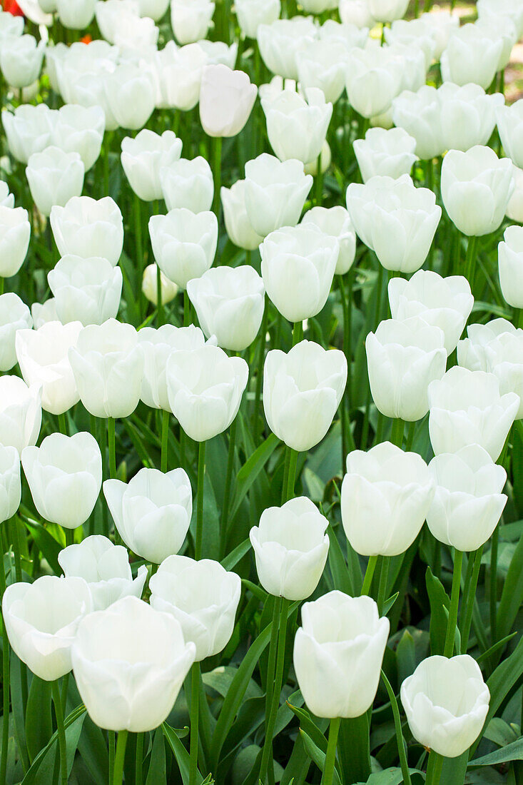 Tulipa, white